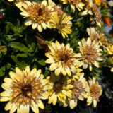 Osteospermum Margarita Double Yellow P68ostmdy - Garden Express Australia