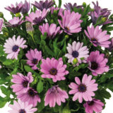 Osteospermum Margarita Plus Lavender P68ostmpl - Garden Express Australia