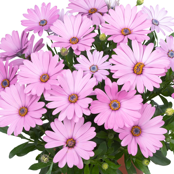 Osteospermum Margarita Plus Pink Osteospermum Margarita Plus Pink