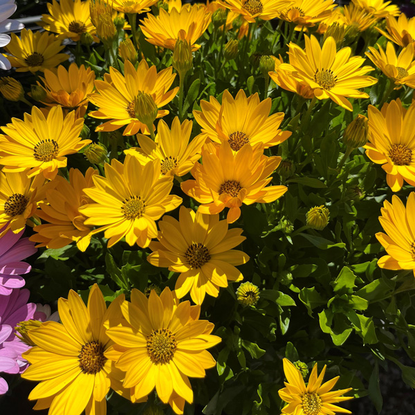 Osteospermum Margarita Plus Yellow Osteospermum Margarita Plus Yellow
