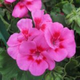 Pelargonium Two In One Hot Pink Splash P14pelhps - Garden Express Australia
