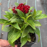 Pentas Lucky Star Dark Red Pentas Lucky Star Dark Red
