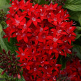 Pentas Lucky Star Dark Red Pentas Lucky Star Dark Red
