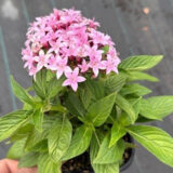 Pentas Lucky Star Lavender Pentas Lucky Star Lavender