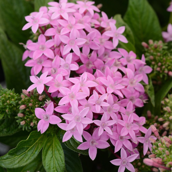 Pentas Lucky Star Lavender Pentas Lucky Star Lavender
