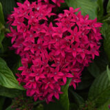 Pentas Lucky Star Lipstick Pentas Lucky Star Lipstick