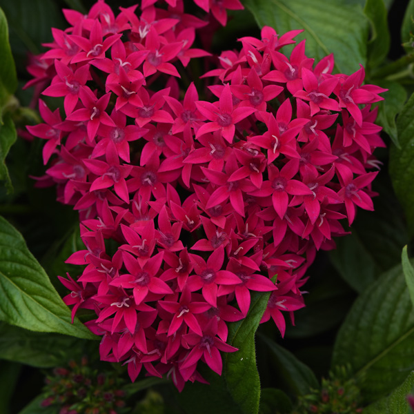 Pentas Lucky Star Lipstick Pentas Lucky Star Lipstick