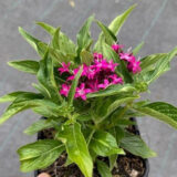 Pentas Lucky Star Violet Pentas Lucky Star Violet