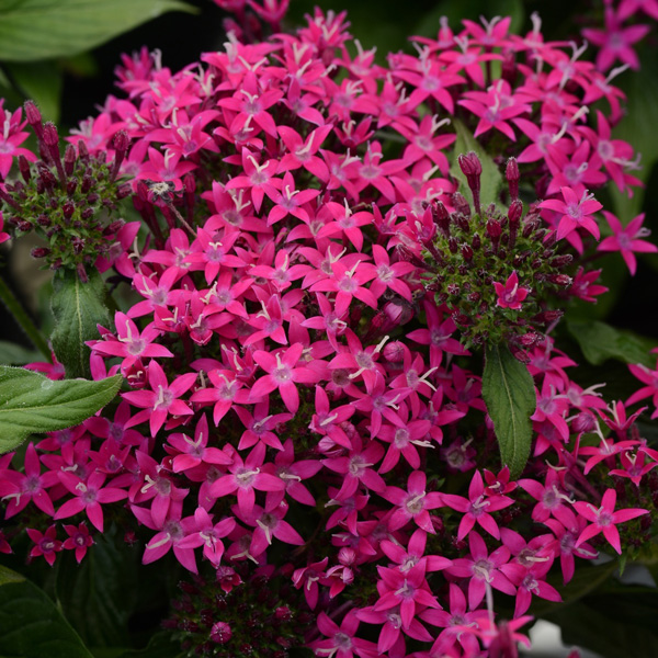 Pentas Lucky Star Violet Pentas Lucky Star Violet