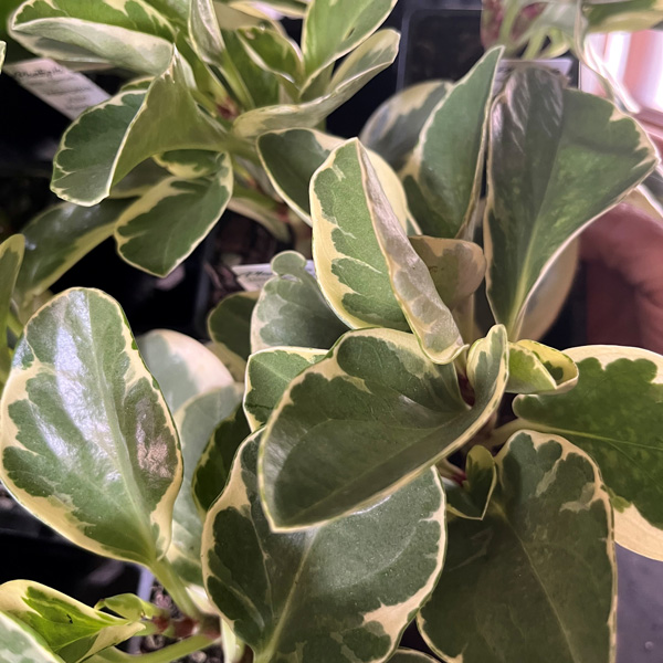 Peperomia Albo Marginata Peperomia Albo Marginata