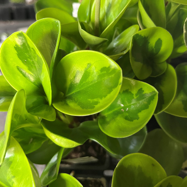 Peperomia Lemon Lime Peperomia Lemon Lime