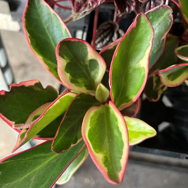 Peperomia Obtusifolia Tricolour Peperomia Obtusifolia Tricolour