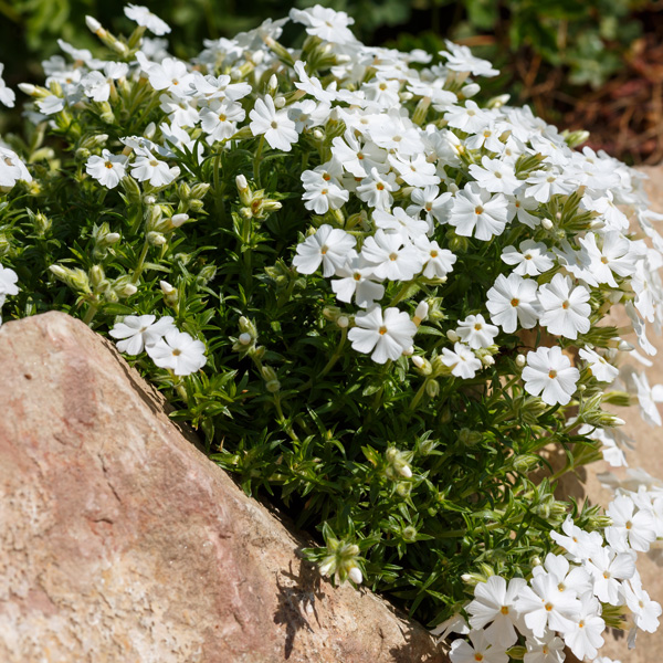 Phlox Subulata- White Phlox Subulata- White
