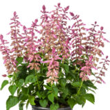 Salvia Grandstand Lavender P68salglv - Garden Express Australia