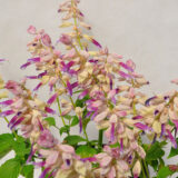 Salvia Grandstand Lipstick Lavender P68salgll - Garden Express Australia