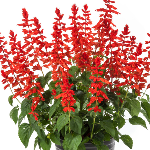 Salvia Grandstand Red Salvia Grandstand Red