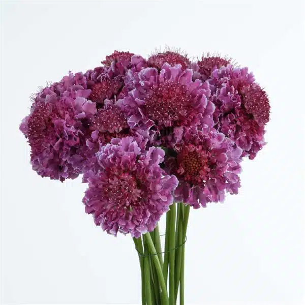 Scabiosa Focal Scoop Bicolour Pink Scabiosa Focal Scoop Bicolour Pink
