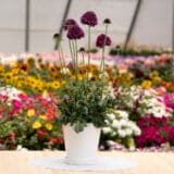 Scabiosa Focal Scoop Dark Purple Scabiosa Focal Scoop Dark Purple
