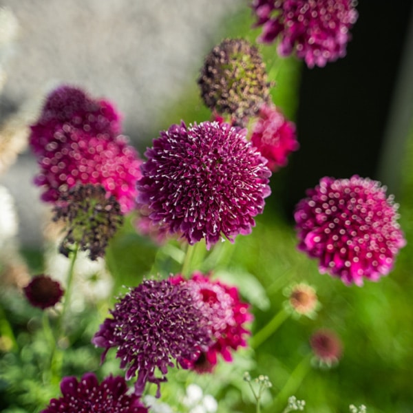 Scabiosa Focal Scoop Dark Purple Scabiosa Focal Scoop Dark Purple