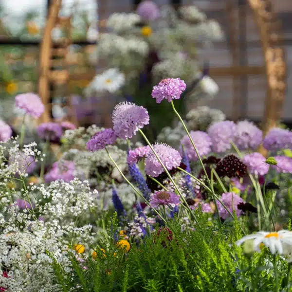 Scabiosa Focal Scoop Lilac Scabiosa Focal Scoop Lilac