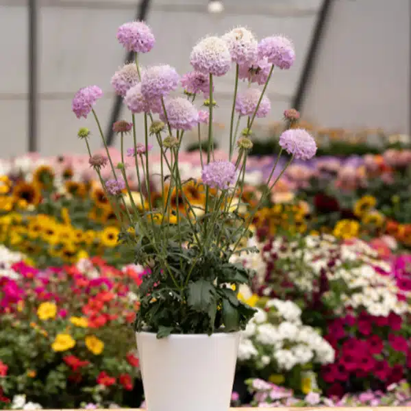 Scabiosa Focal Scoop Lilac Scabiosa Focal Scoop Lilac
