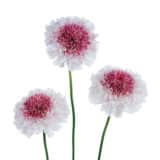 Scabiosa Hoop Scoop Strawberry Scabiosa Hoop Scoop Strawberry