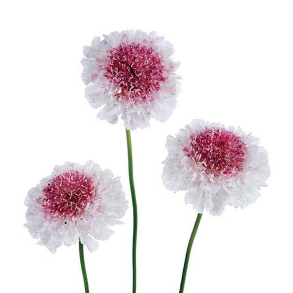 Scabiosa Hoop Scoop Strawberry Scabiosa Hoop Scoop Strawberry