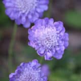 Scabiosa Mariposa Blue Scabiosa Mariposa Blue