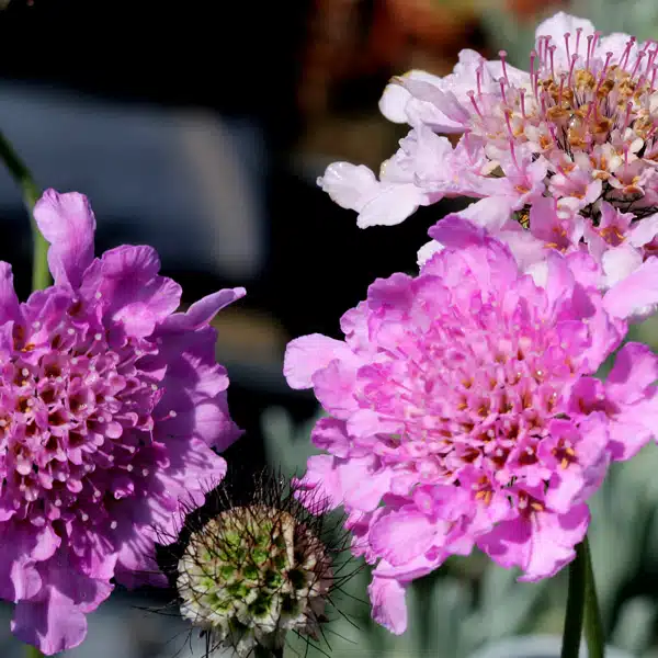 Scabiosa Mariposa Candy Pink Scabiosa Mariposa Candy Pink