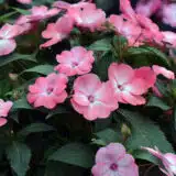 Sunpatiens Compact Coral Flash Sunpatiens Compact Coral Flash