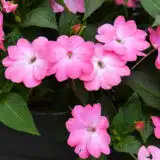 Sunpatiens Compact Pink Flash Sunpatiens Compact Pink Flash