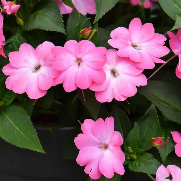 Sunpatiens Compact Pink Flash Sunpatiens Compact Pink Flash