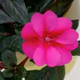 Sunpatiens Compact Purple Candy Sunpatiens Compact Purple Candy