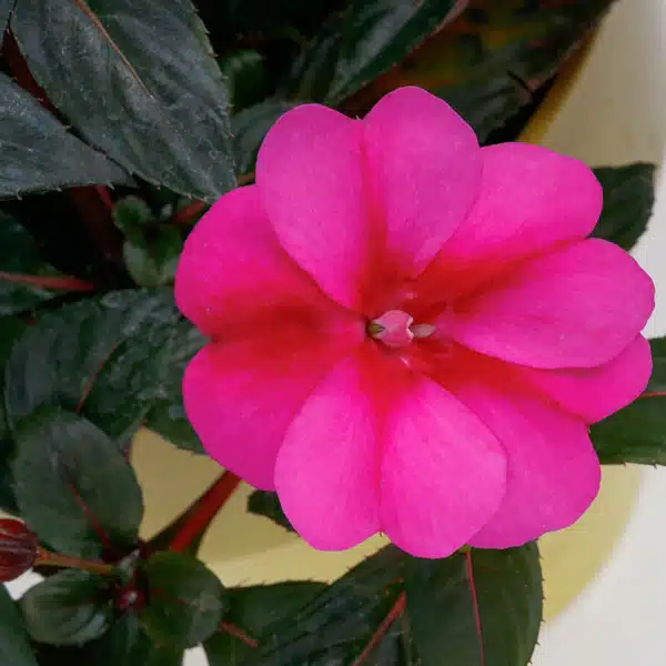 Sunpatiens Compact Purple Candy Sunpatiens Compact Purple Candy