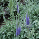 Veronica Spicata Blue P68verblu - Garden Express Australia
