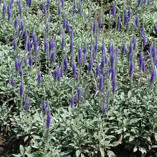 Veronica Spicata Blue
