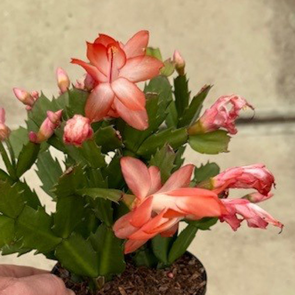 Schlumbergera-Zygocactus Flame Red Schlumbergera-Zygocactus Flame Red