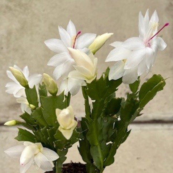 Schlumbergera-Zygocactus White Flame Schlumbergera-Zygocactus White Flame