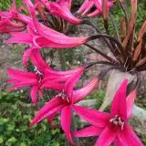 Amarygia Parkeri 3 Pkamapar 2026 - Garden Express Australia