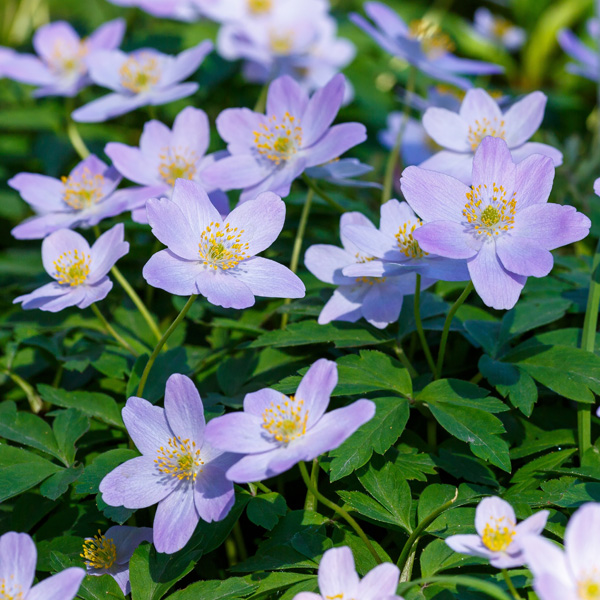 Anemone Nemorosa Blue Bonnet Anemone Nemorosa Blue Bonnet