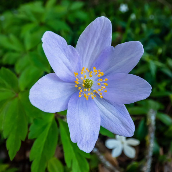 Anemone Nemorosa Blue Bonnet Anemone Nemorosa Blue Bonnet