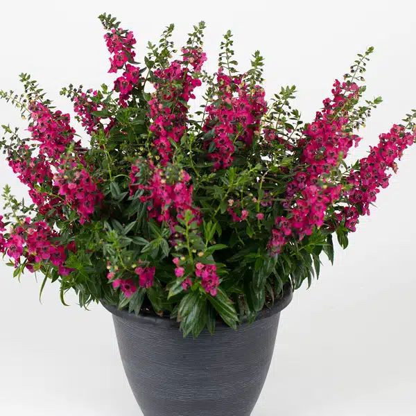 Angelonia Serafina Rose Angelonia Serafina Rose