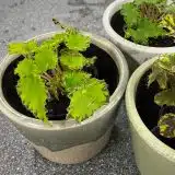Begonia Cleopatra Antony P68begant - Garden Express Australia