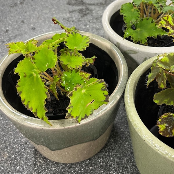 Begonia Cleopatra Antony Begonia Cleopatra Antony