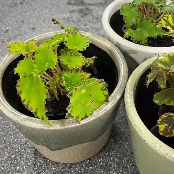 Begonia Cleopatra Antony Begonia Cleopatra Antony