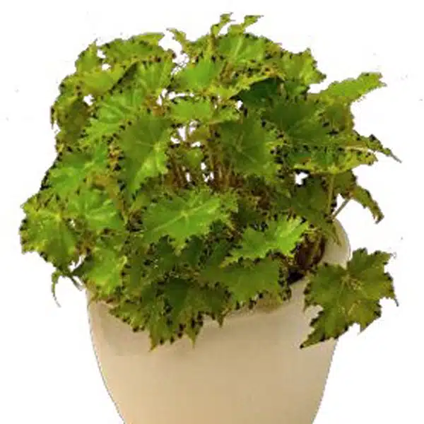 Begonia Cleopatra Antony Begonia Cleopatra Antony
