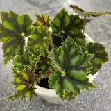 Begonia Cleopatra Caesar P68begcae - Garden Express Australia