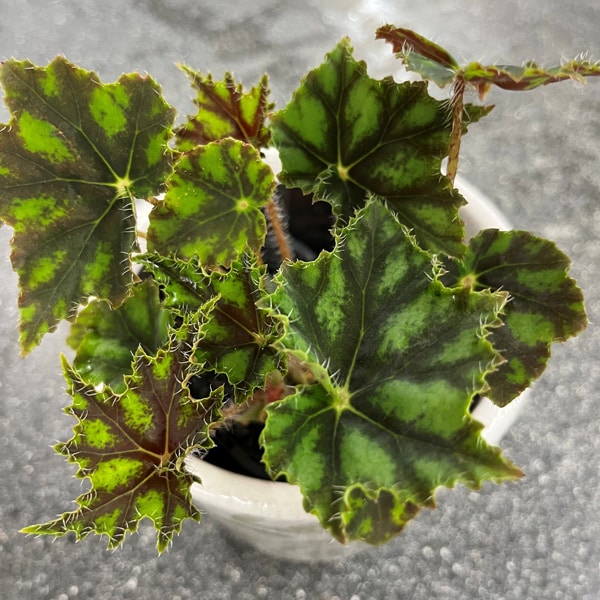 Begonia Cleopatra Caesar Begonia Cleopatra Caesar