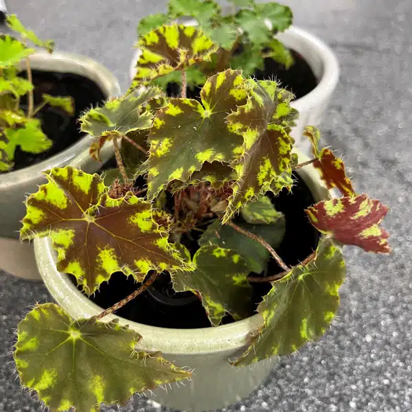 Begonia Cleopatra Julius Begonia Cleopatra Julius