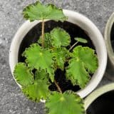 Begonia Cleopatra Marc Begonia Cleopatra Marc